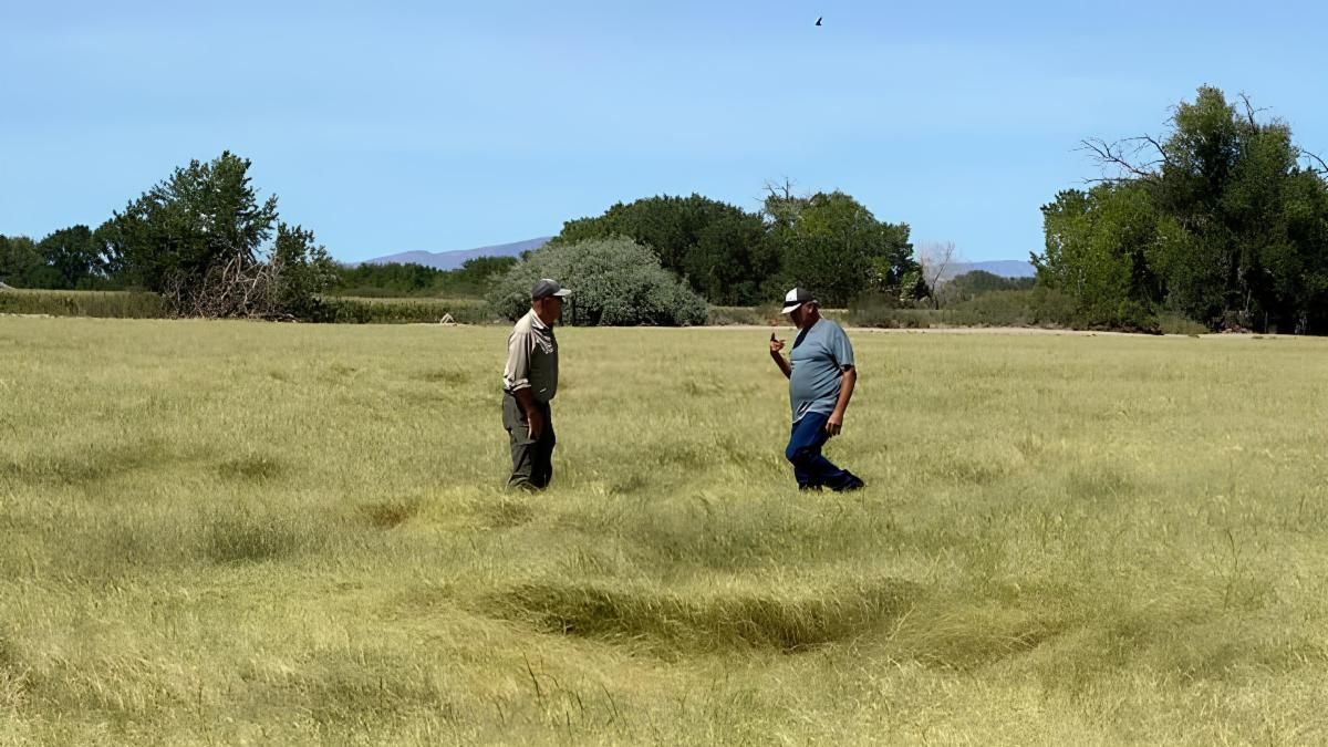 In a golden field under a clear blue sky two farmers wade through knee-high teff grasses.