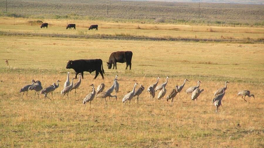 Sandhill cranes and cattle on an open pastureland.