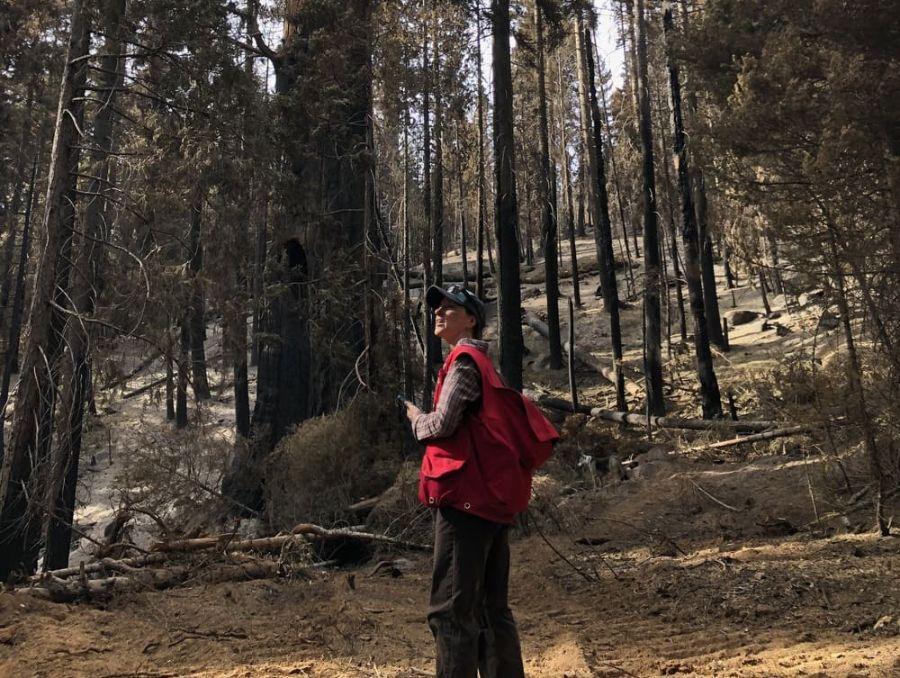 Sarah Bisbing assessing giant sequoias in a grove.
