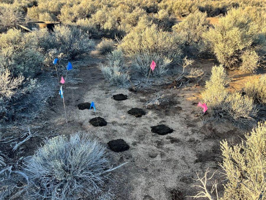 Patties of cow dung on grazing range. 