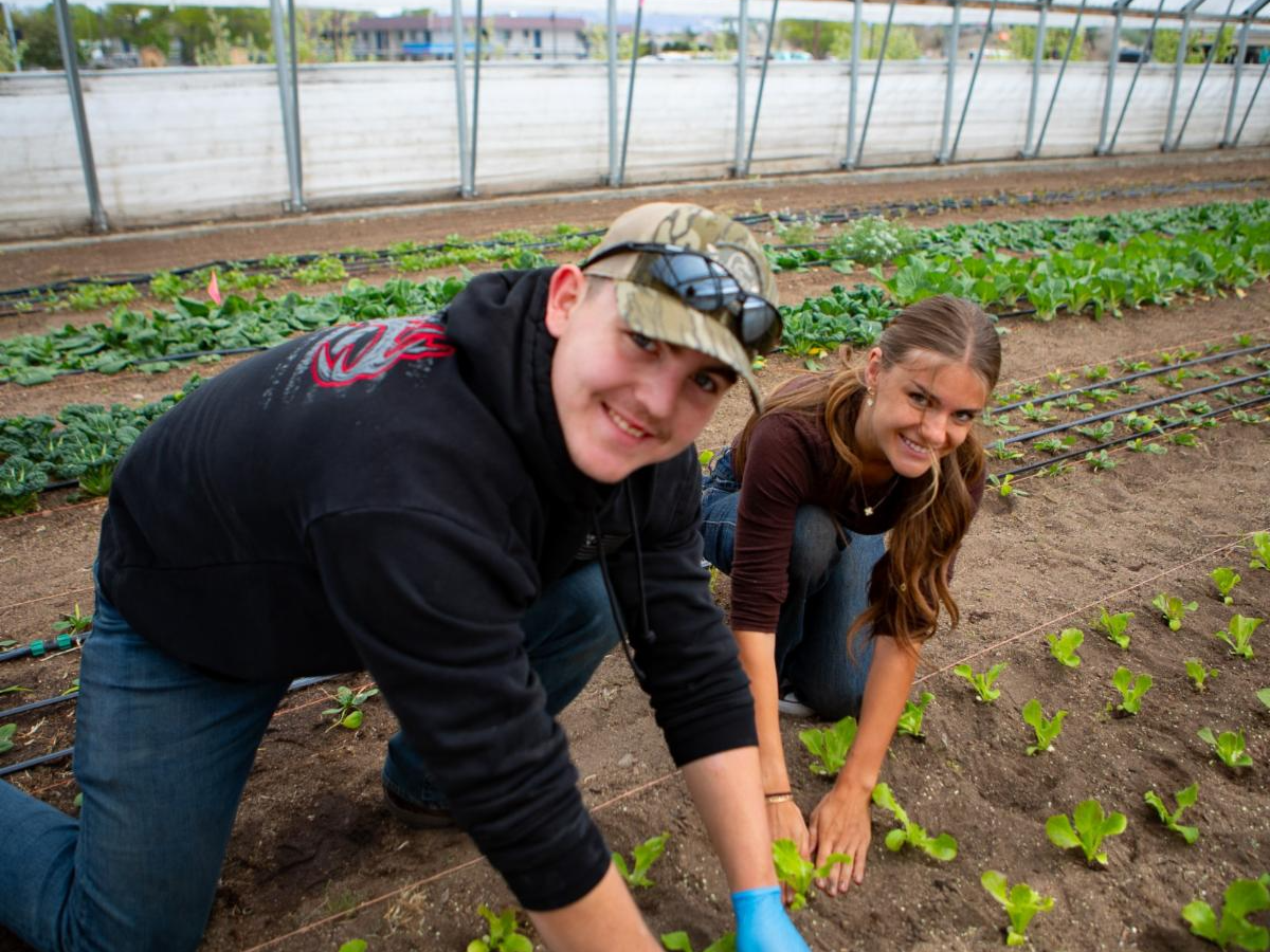 Wyatt (left) and Brielle (right) transplanting lettuce in a hoop house. 