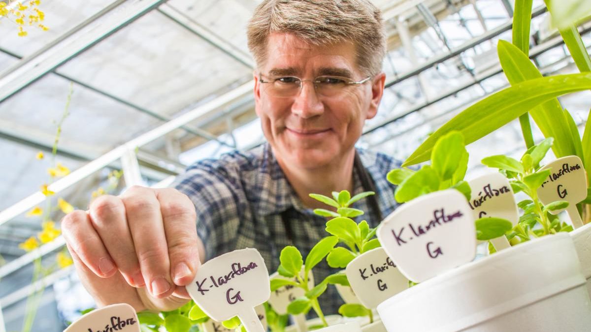 John Cushman with his research plants, some of which he sells at Field Day.