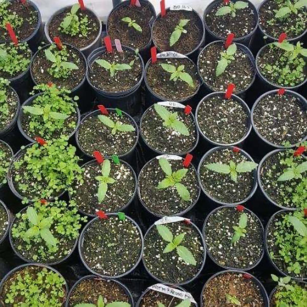 A variety of hemp plants in pots.