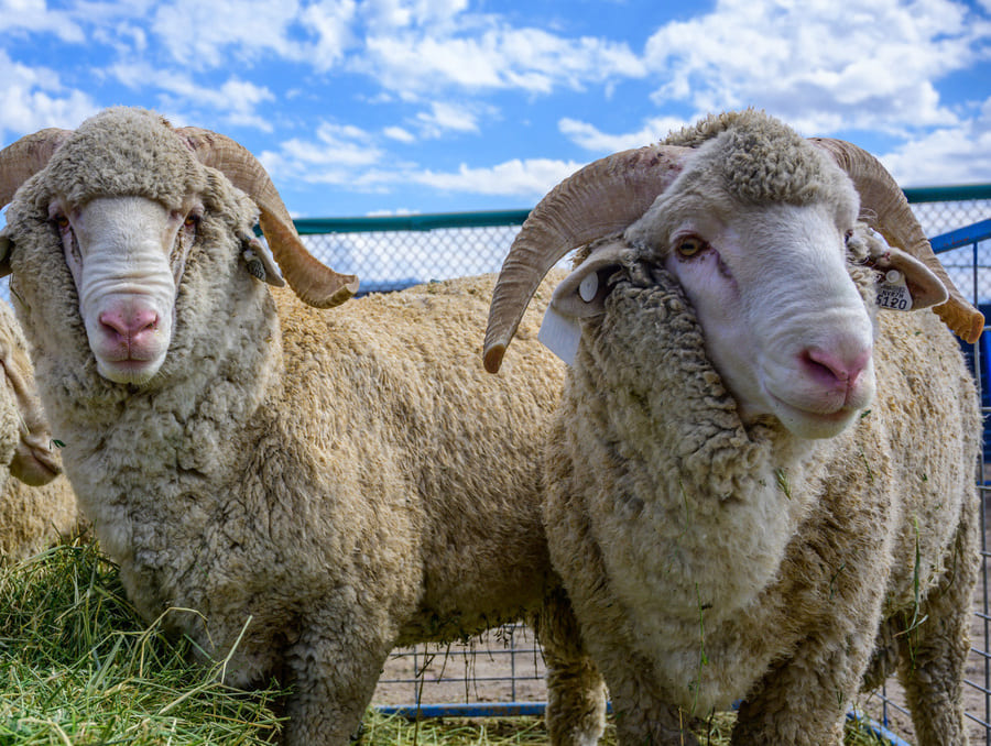 Two rams standing in a pen.