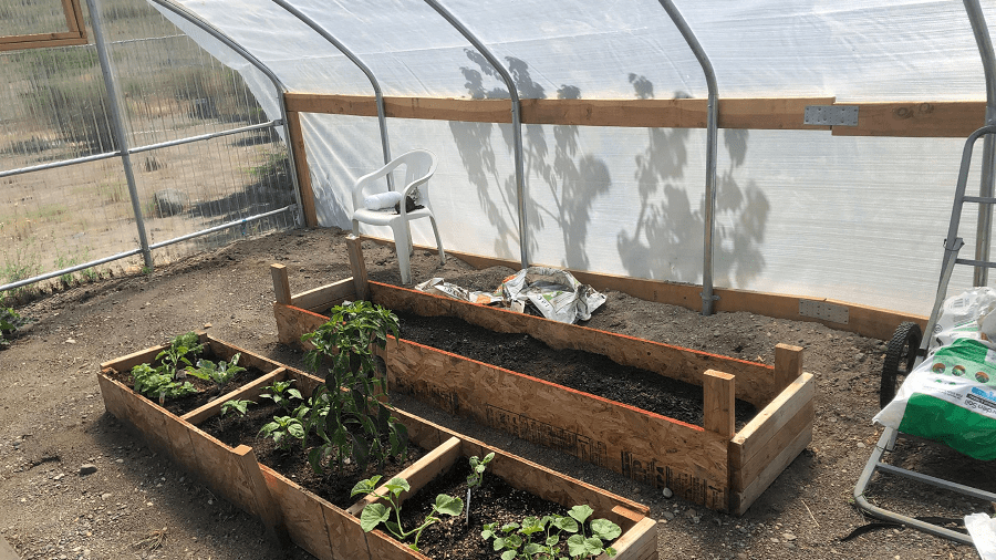 Inside one of the hoop houses at Pyramid Lake.