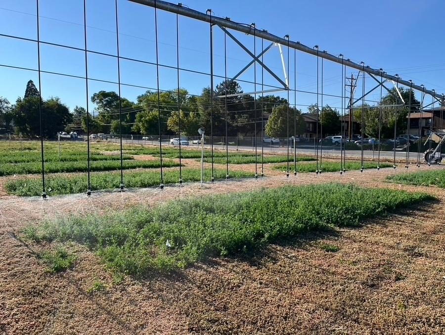 Overhead irrigation system watering alfalfa crops. 
