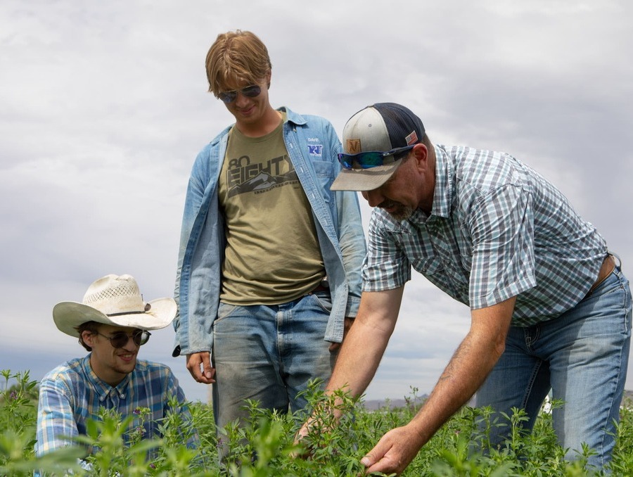 Bo Kindred and two students inspecting alfalfa. 