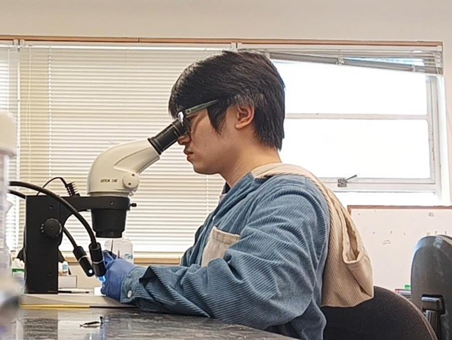 Nick Cheung sitting and looking through a microscope.