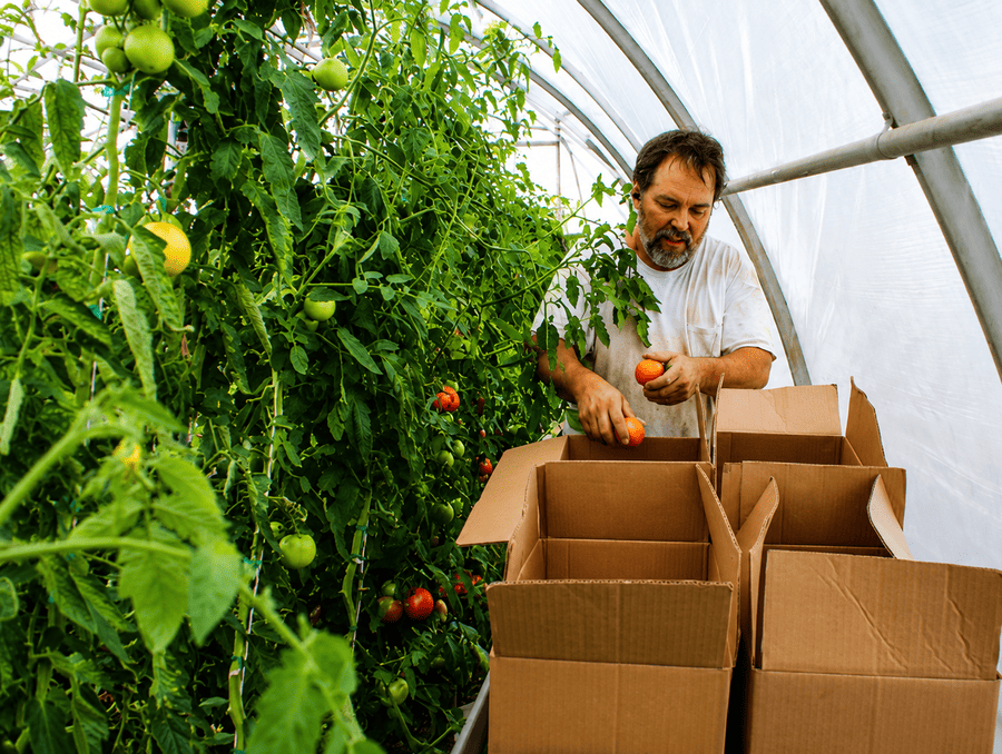 An individual harvesting and packing tomatoes in a hoop house. 