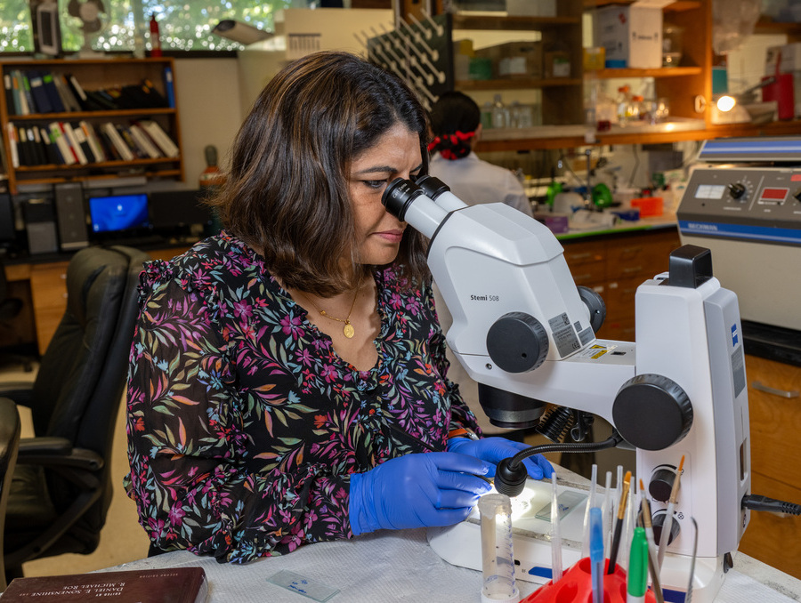 Monika Gulia-Nuss sitting at a microscope in her lab. 