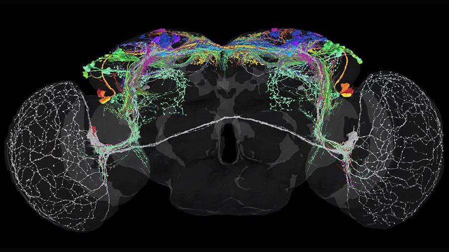 Neural connections visualized in vibrant colors across a stylized brain model depicting the complexity of neural pathways and their connections.