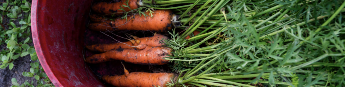 Carrots with tops