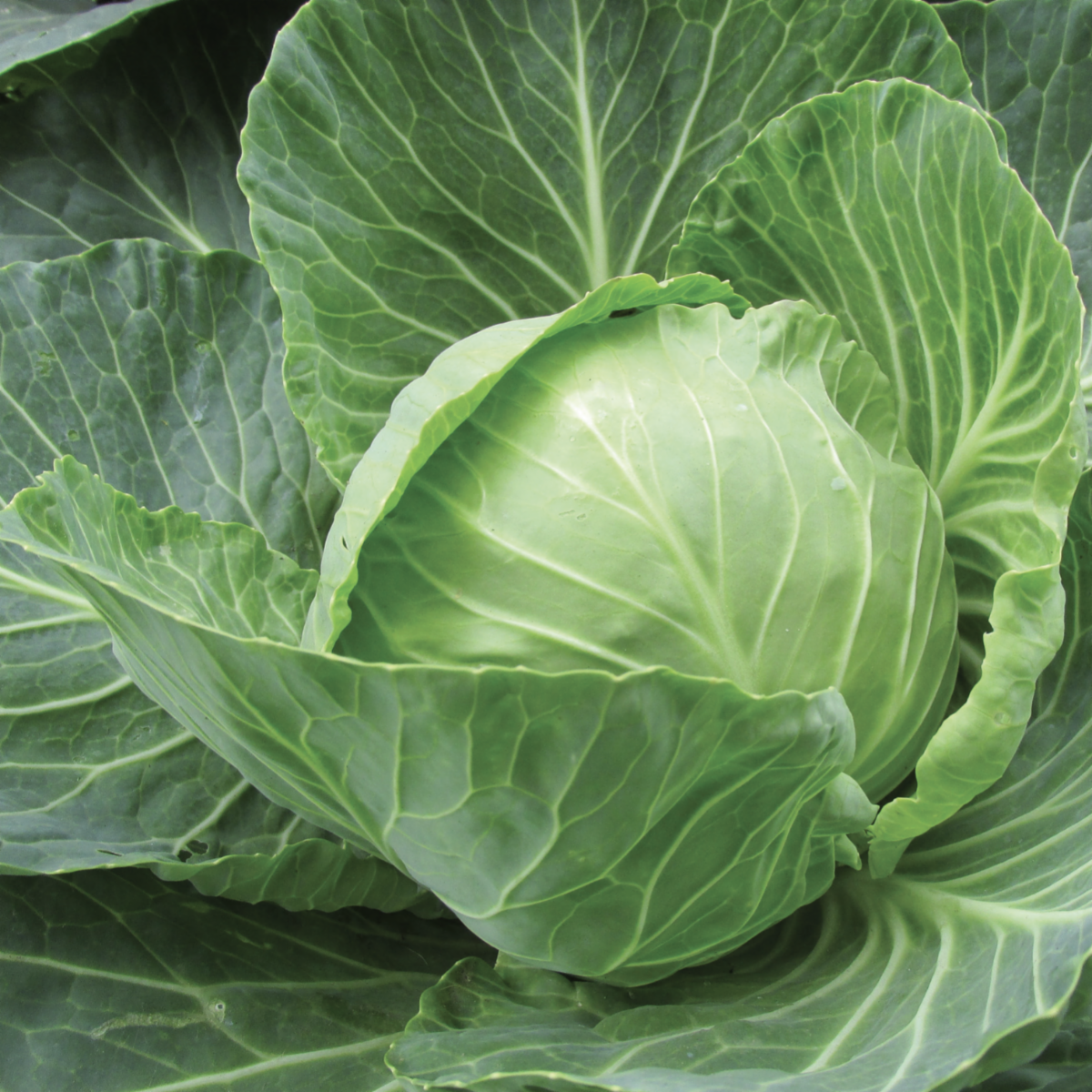 A green cabbage  