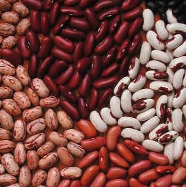 Dry Beans