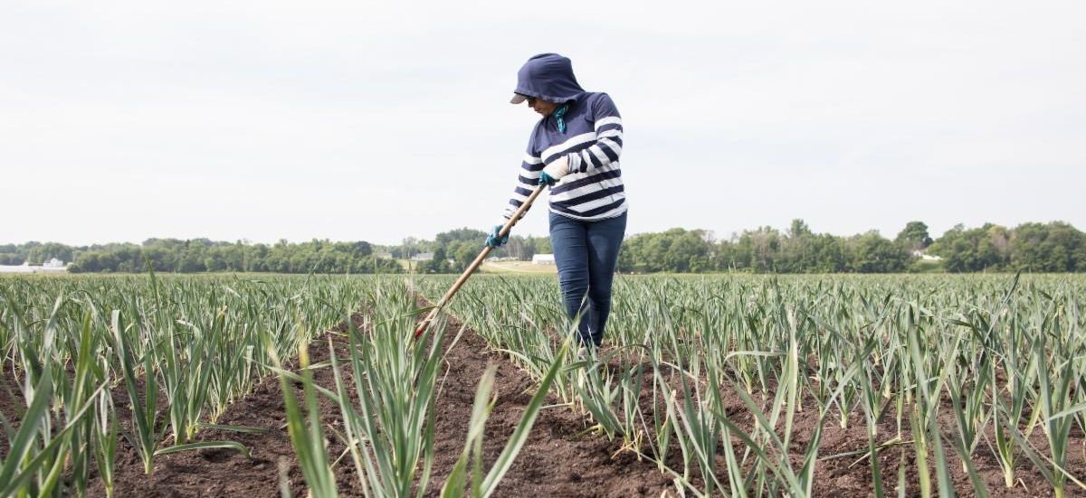 Person tends to a field