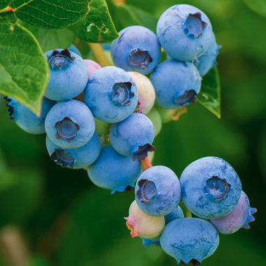 Blueberries