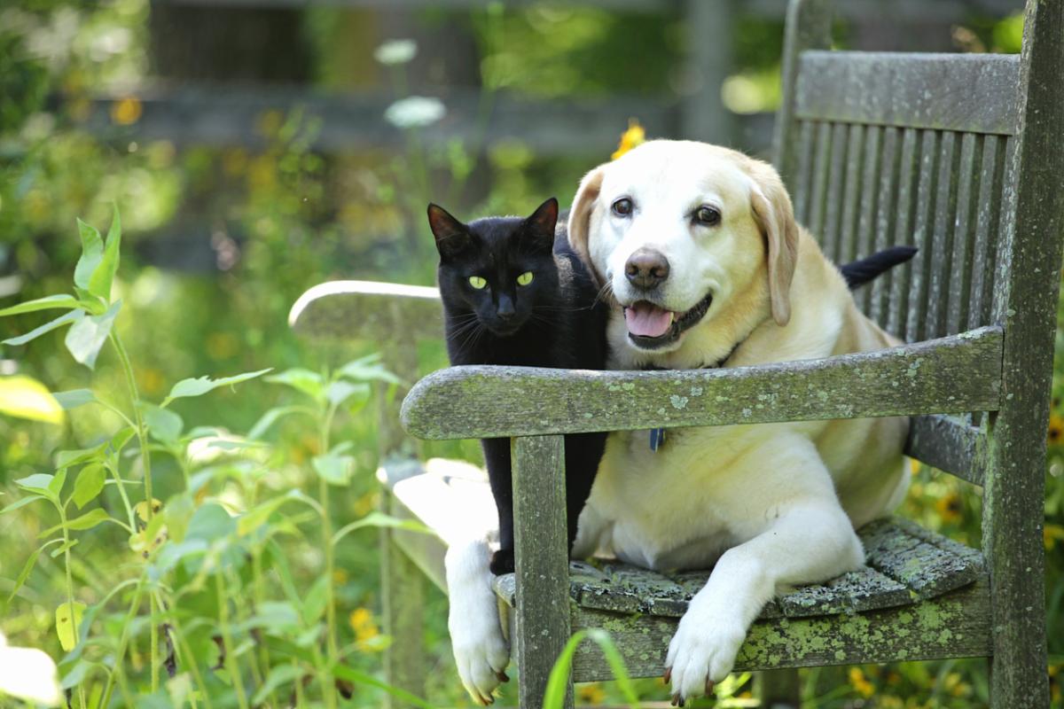 cat and dog relaxing on chair together in the garden