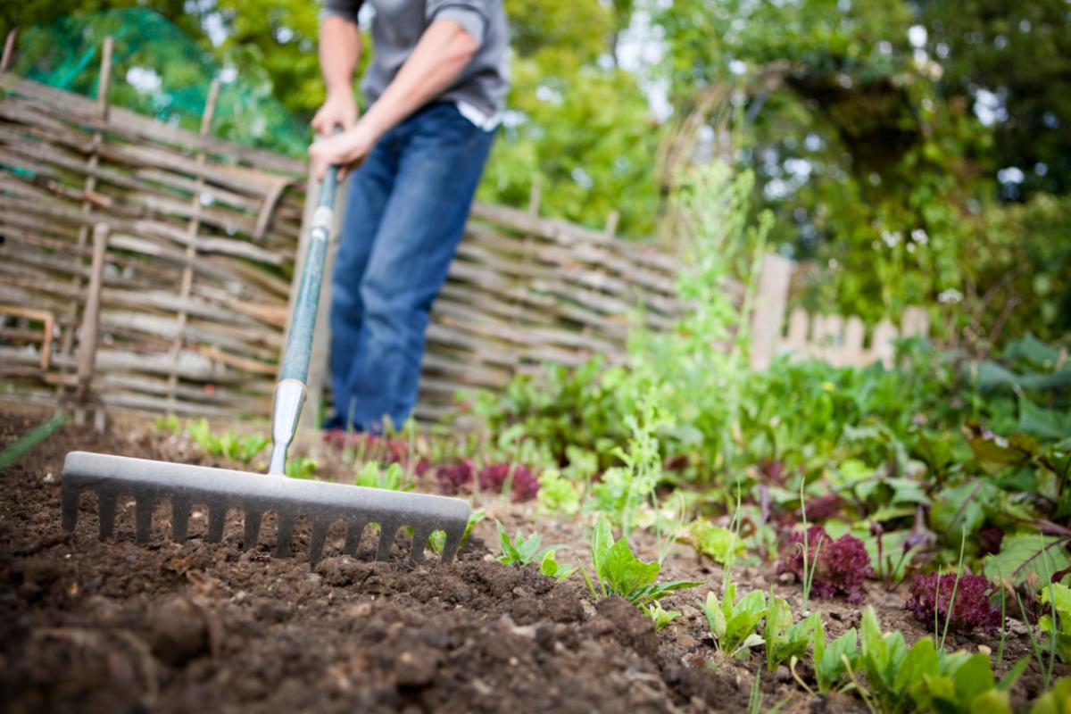 person raking soil on the ground in the garden