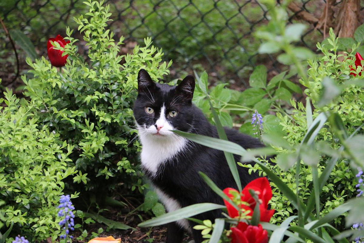 Black and white cat sits in a fenced area surrounded by flowers and green plants