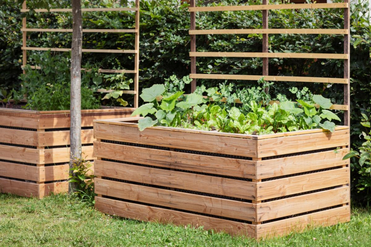 garden container made of wood with growing vegetables