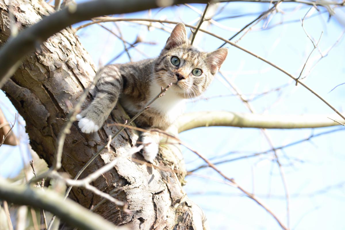 Gray cat looks at the viewer from a tree