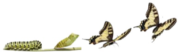from caterpillar transforming to a butterfly