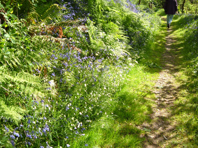 path in the woods with blue flowers