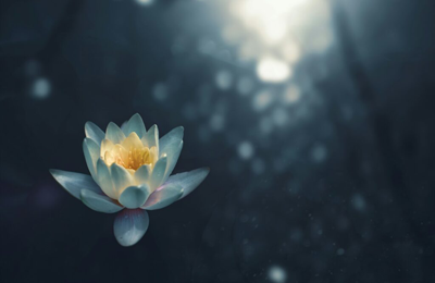 Living With Intention lutus blossom