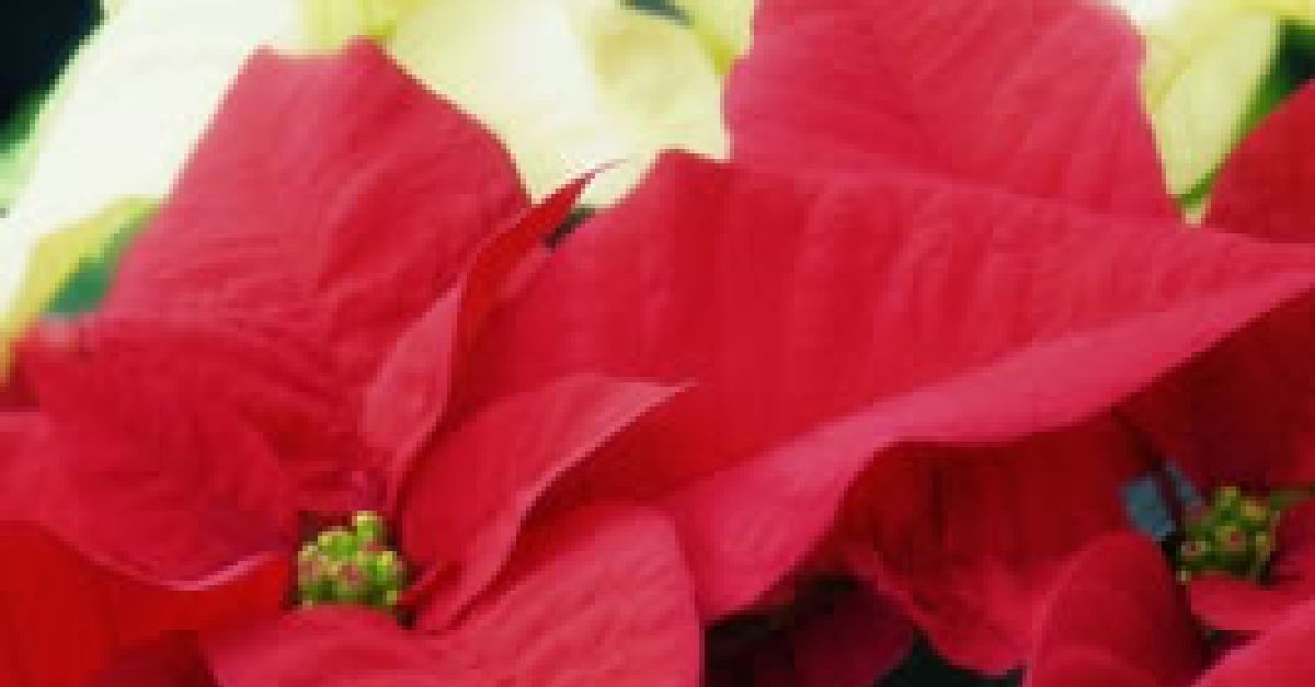 poinsettias.jpg