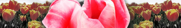 seasonal_flowers.jpg