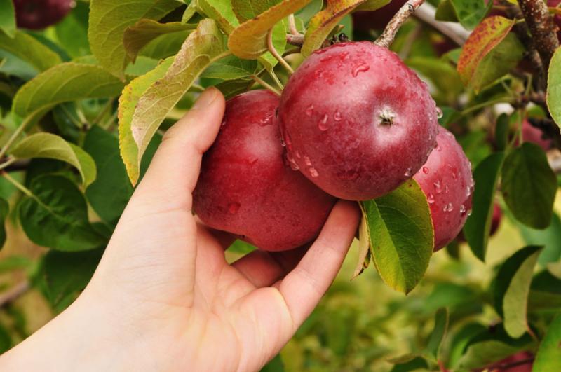 hand_picking_apple.jpg