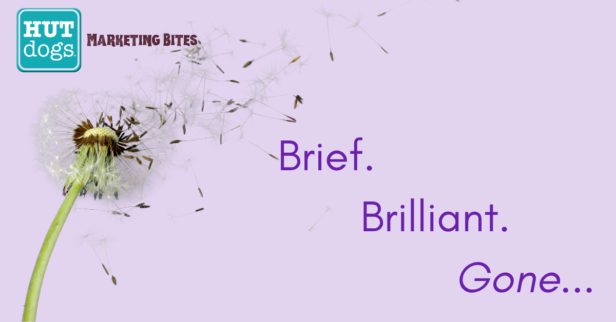 a dandelion spreading its seeds, against a purple background, with the words brief, brilliant, and gone superimposed over it