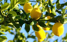 Lemon Tree