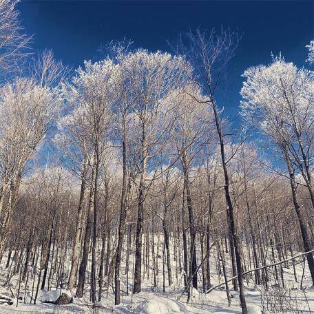 forestry-climate-tile.jpg