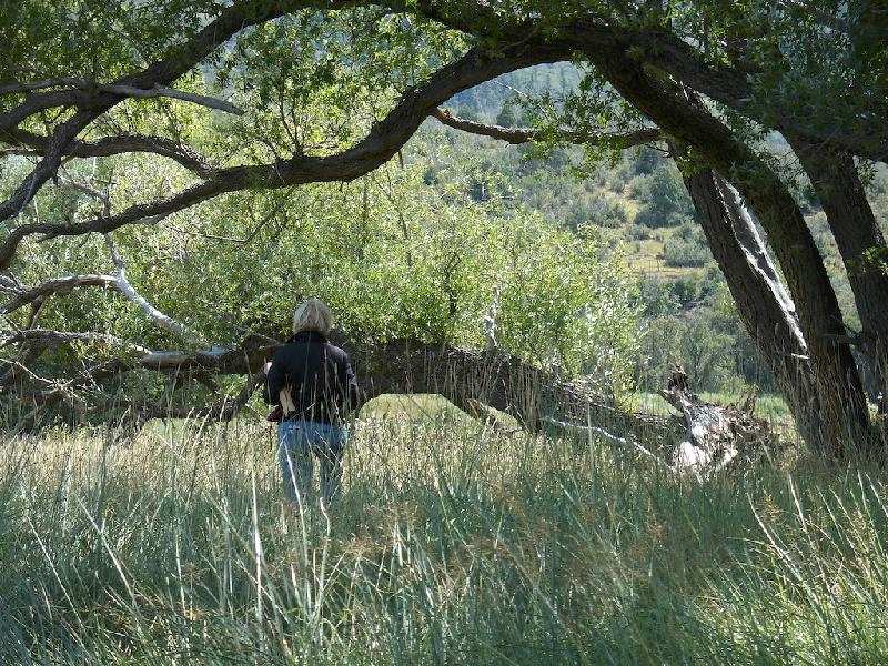 meadow walk