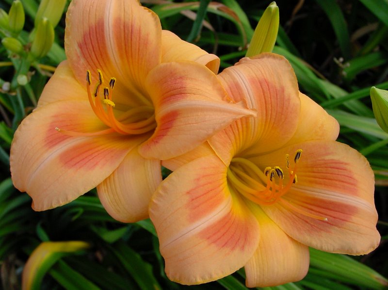 Daylily 'Real Wind'
