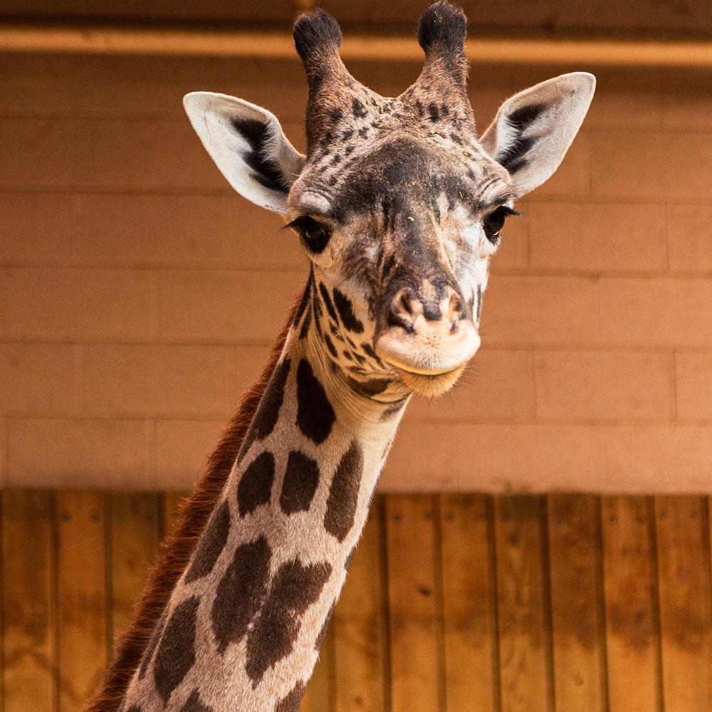 Our best offer of the year! Roger Williams Park Zoo