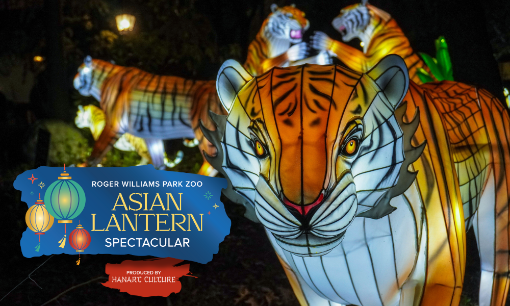 Last chance to experience Asian Lantern Spectacular! Roger Williams Park Zoo