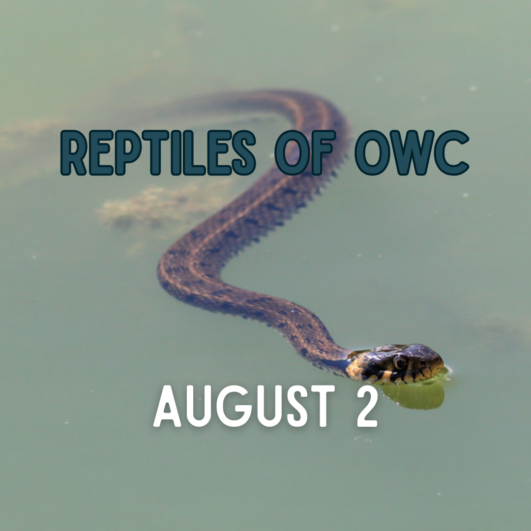 REptiles_August_p1.png