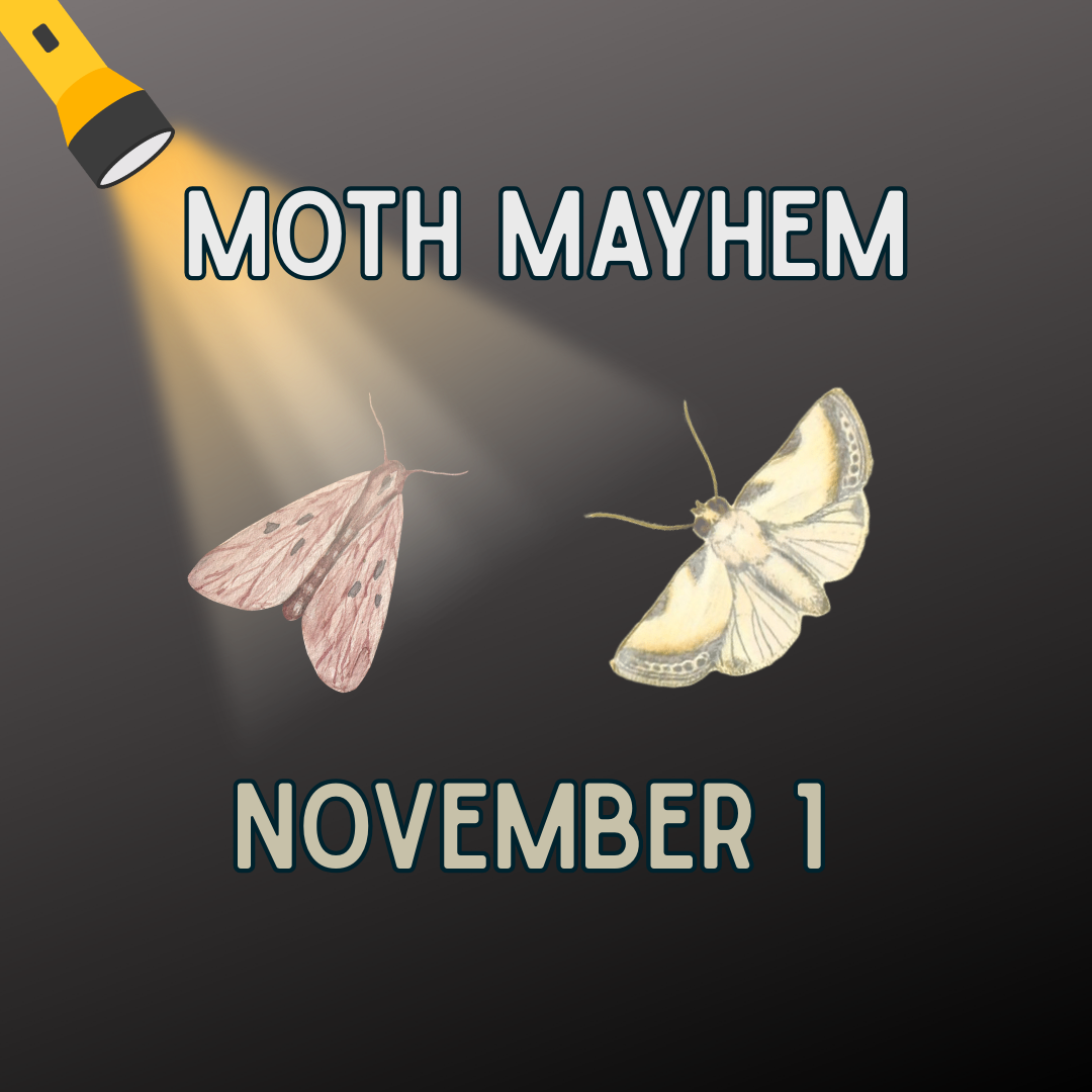 moths_mayhem_p1.png