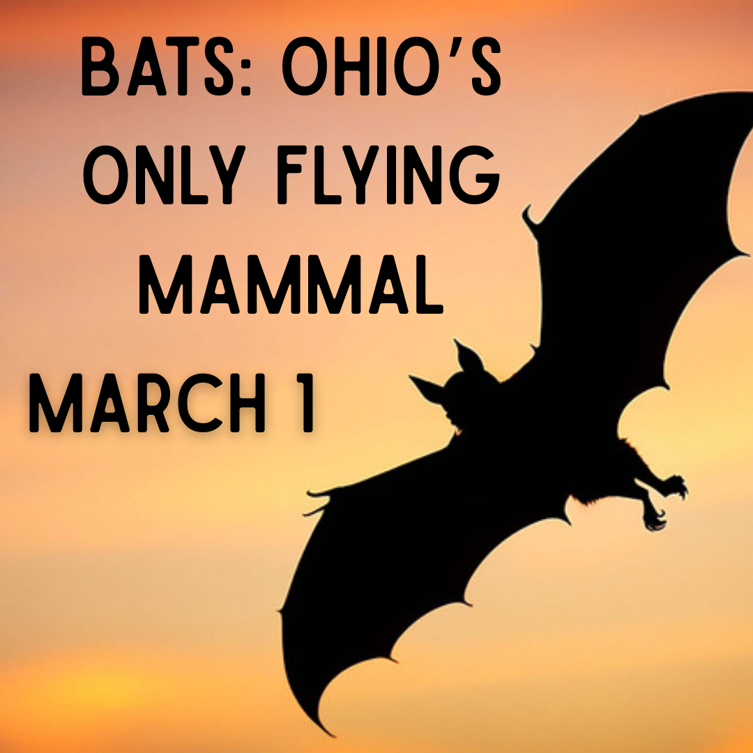 March 1 Discovery Learning Lab: Bats