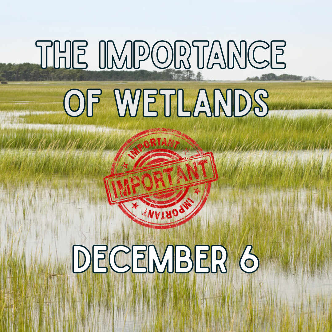 why_wetlands_are_important_dec_p1.png