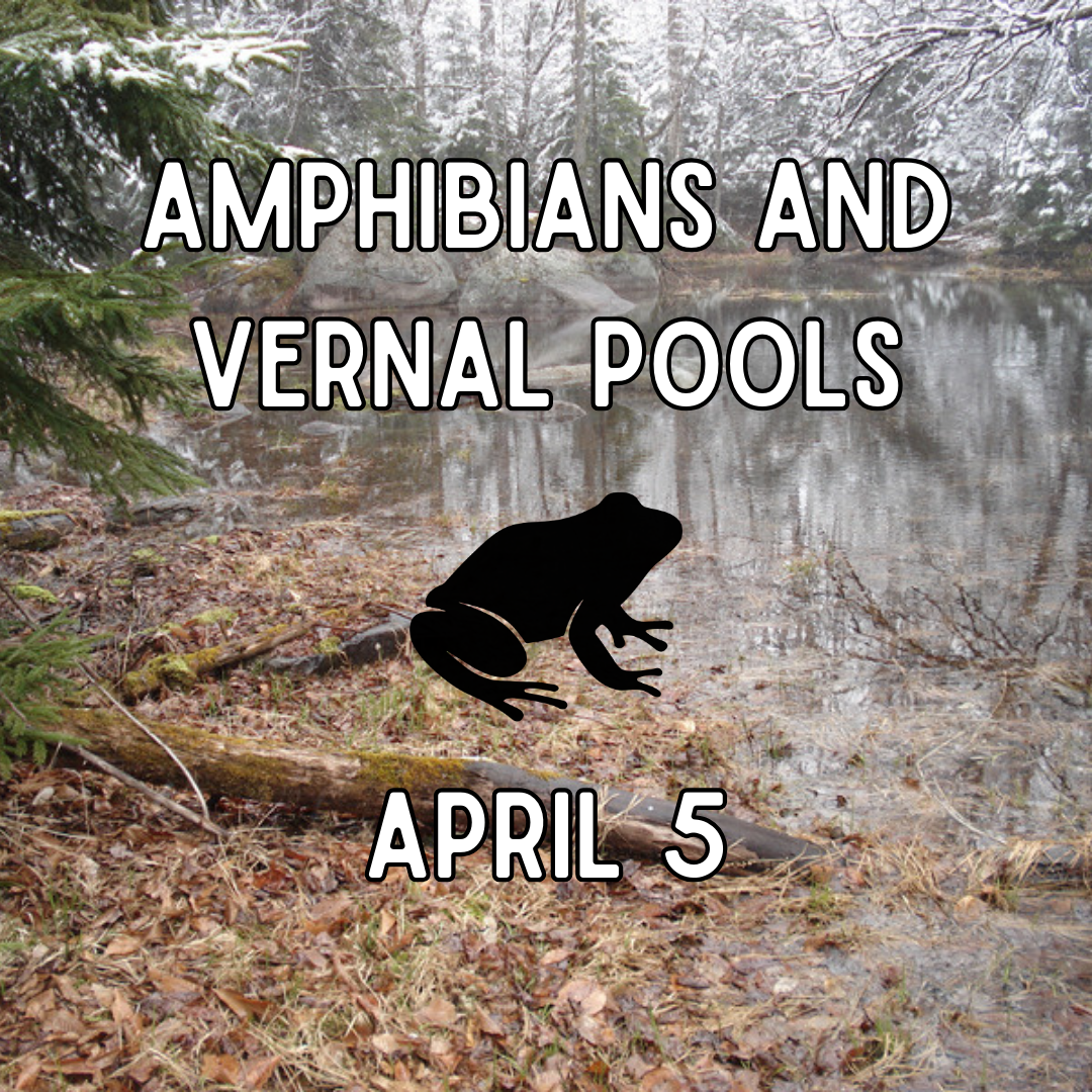 Copy_of_March_Bats_p1.png
