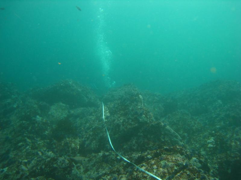 Counting Urchins is Exhausting
