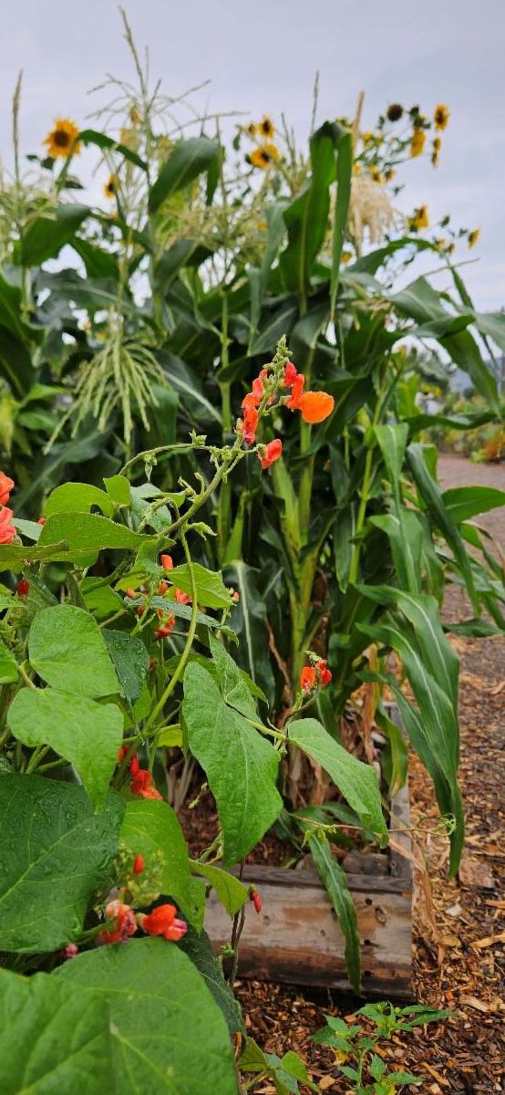 Blooming bean plant in front of corn