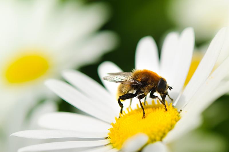 Bee on a daisy