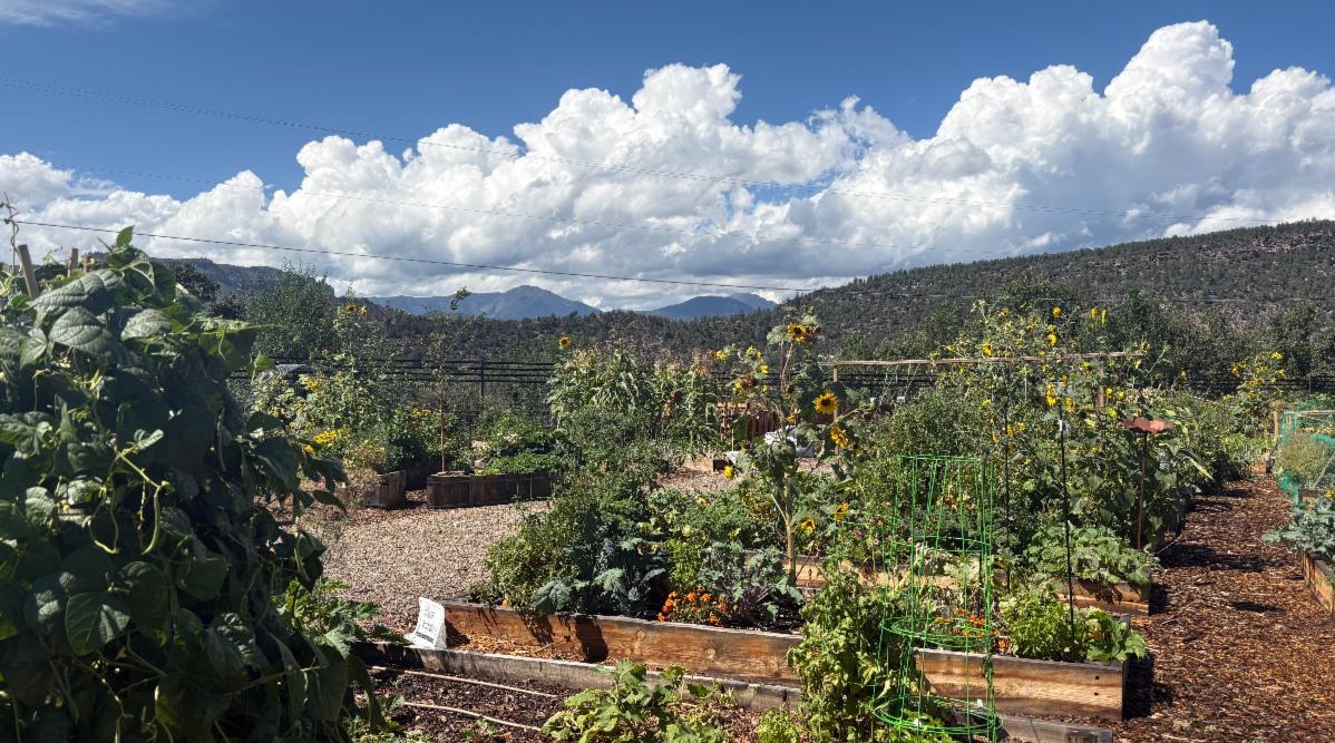 Community garden full of plants in the summer