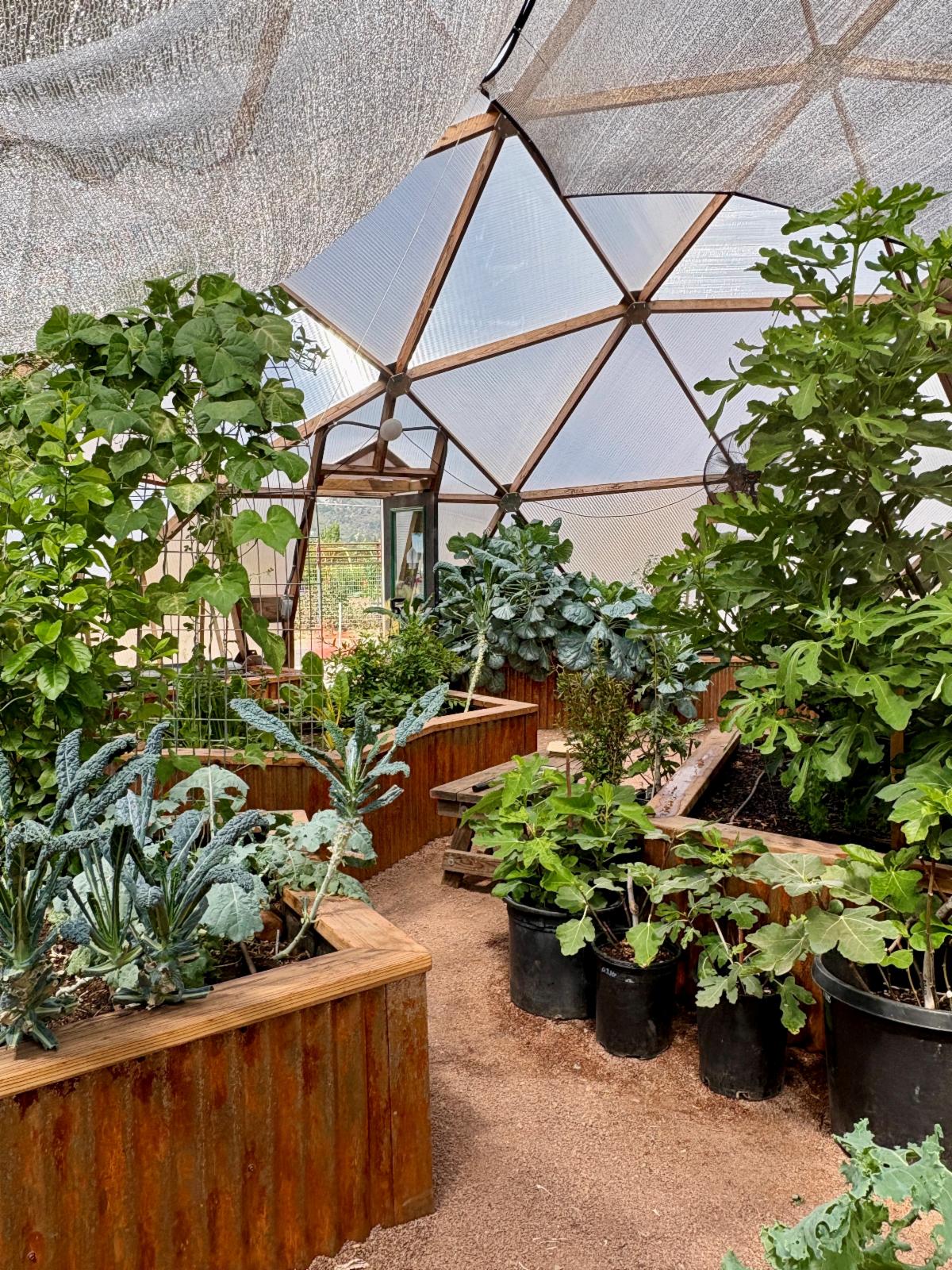 Raised beds full of greenery in the grow dome