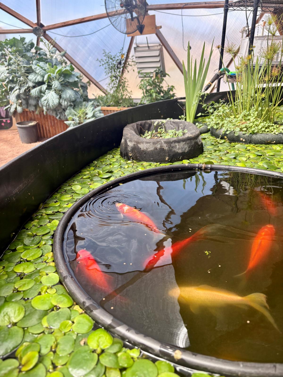 Koi swim among aquatic plants