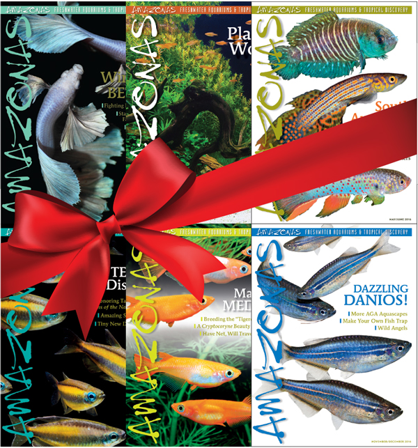 New Species for Fish Geeks, Shedd Photo Tour and Holiday Gift Ideas